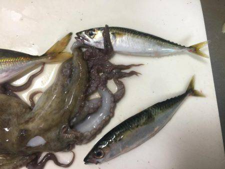 タチウオまだはやい