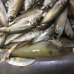 ファミリーフィッシング