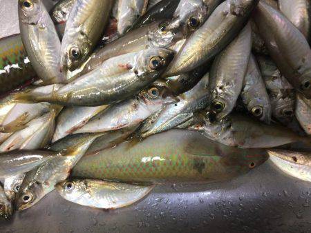 ファミリーフィッシング