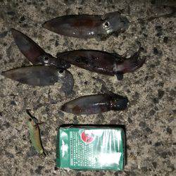 ケンサキイカ 調査