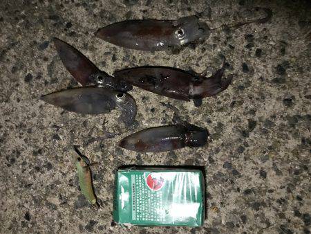 ケンサキイカ 調査