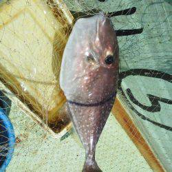 フカセ釣り・・・カッオ・サバ・イサキ・・