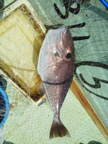 フカセ釣り・・・カッオ・サバ・イサキ・・