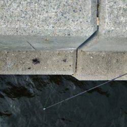 真夏の決闘～カサゴ編～