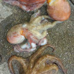 ぼくの夏休みパート2