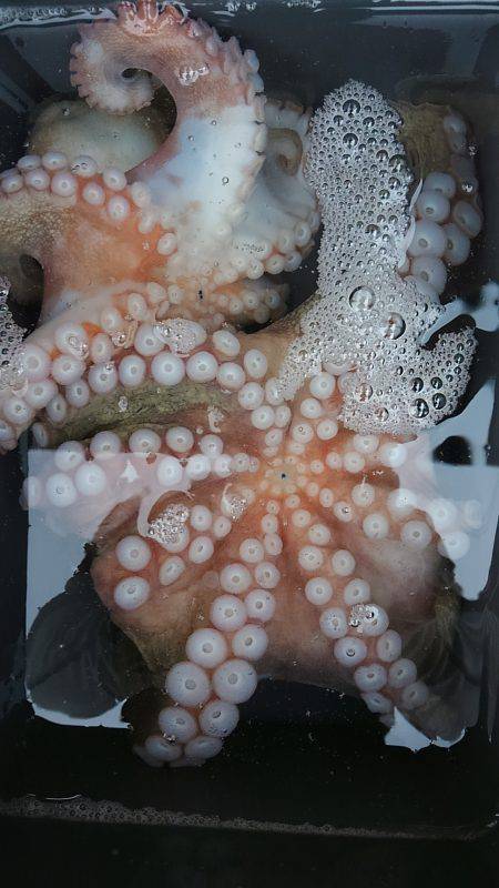 ぼくの夏休みパート6