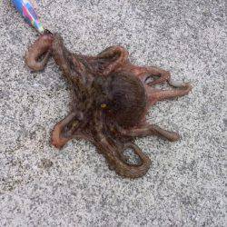 台風が来る前にタコ釣り