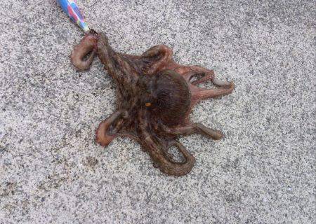 台風が来る前にタコ釣り