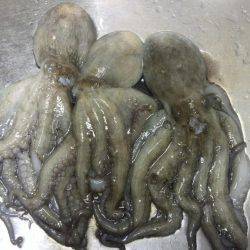 梅雨の合間の波止タコ