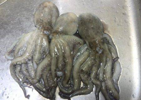 梅雨の合間の波止タコ