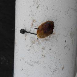 初のヘチ釣りでチヌ♪