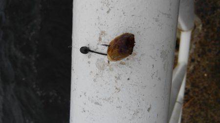 初のヘチ釣りでチヌ♪