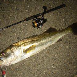 チニングの外道にて…(;^ω^)