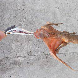 五目タコエギｄｅタコ