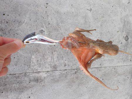 五目タコエギｄｅタコ