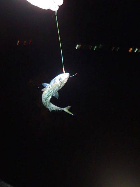 タチウオ釣りに。