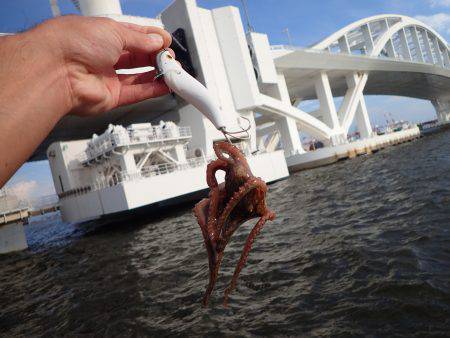 五目タコエギｄｅタコ