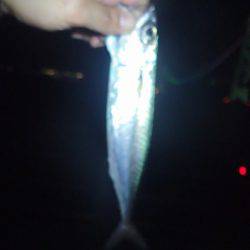 まだ、釣れるだろう?大サバ。