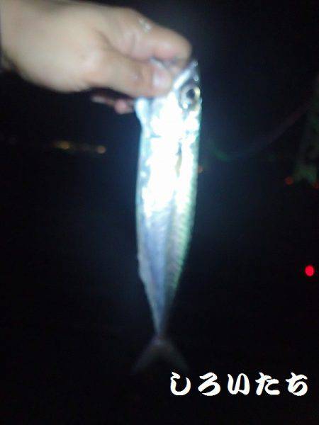 まだ、釣れるだろう?大サバ。