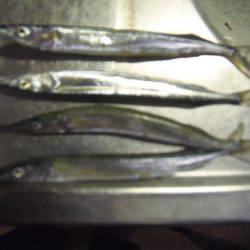 豆アジ３２匹、サヨリ４匹