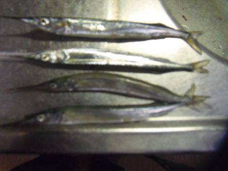 豆アジ３２匹、サヨリ４匹