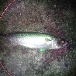 ついに大サバ3本ゲット!