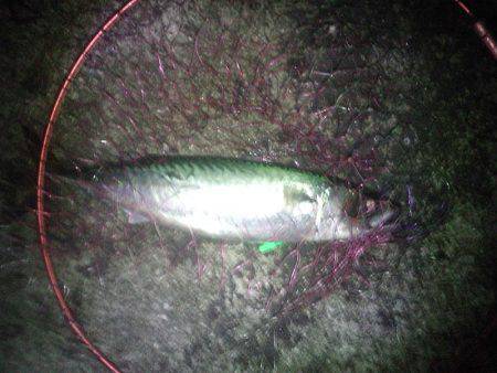 ついに大サバ3本ゲット!