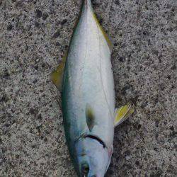 貝塚人工島で青物ゲット!!