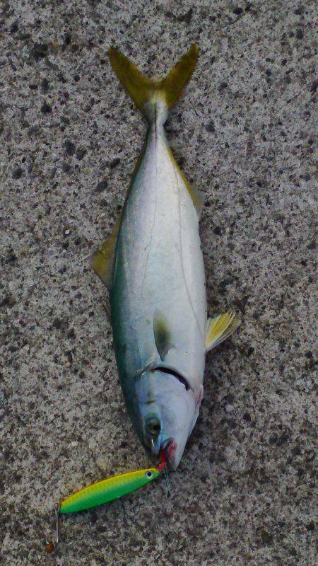 貝塚人工島で青物ゲット!!