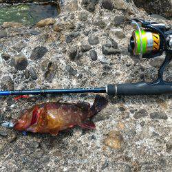 ガシラ＆メバルポンポン