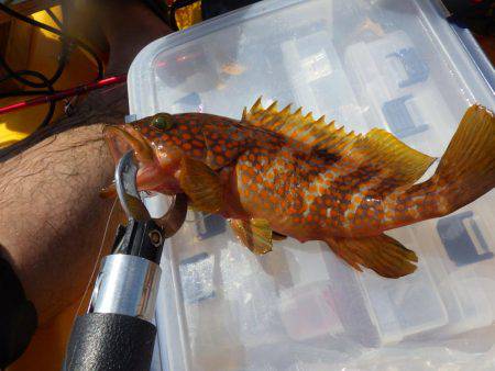 マイカヤック　五目ジギング