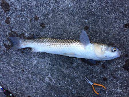 中山川河口にて