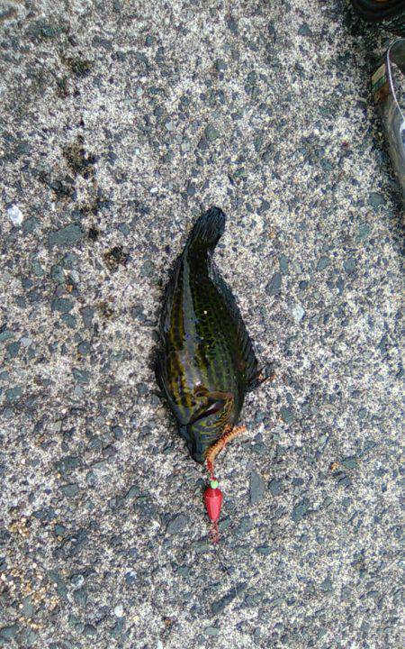 初夏のキス釣り