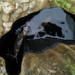 上桂川花背地区