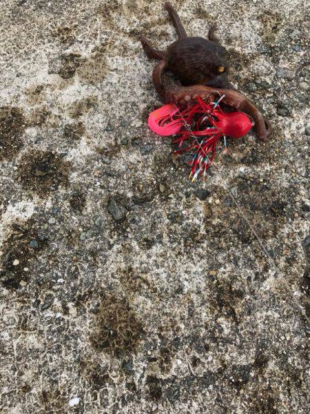 サバ祭り時々タコ