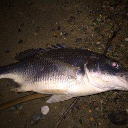 キビレ調査 NO,27