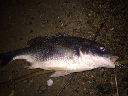 キビレ調査 NO,27