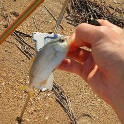 キス釣りに行ったら色々起こった