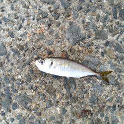 小さすぎるサゴシ