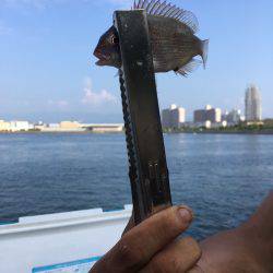 貝塚水路 アジ チャリコ カマス