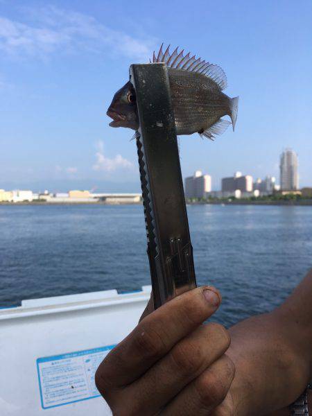 貝塚水路 アジ チャリコ カマス