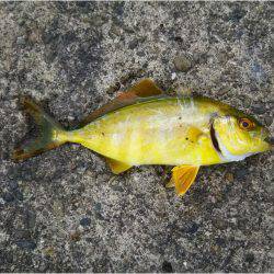 ぶらっと釣りに