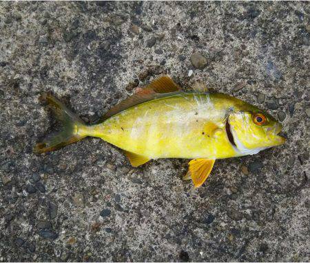 ぶらっと釣りに