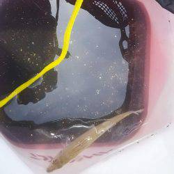 お昼から夕方まで