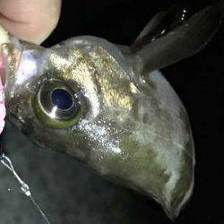 大サバ釣り多っ!!