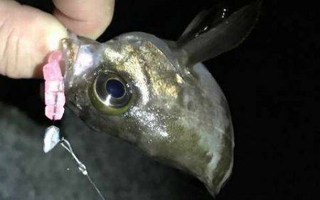 大サバ釣り多っ!!