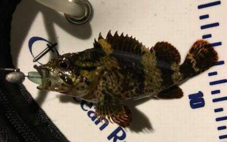 ガッシーマンション