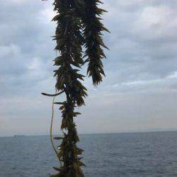 やっとツバス釣れた