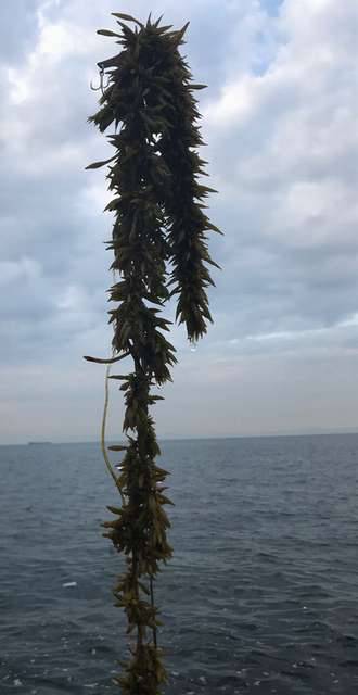 やっとツバス釣れた