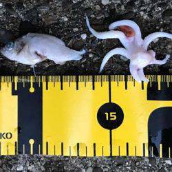 ボトムワインドでアコウ